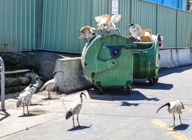 Alimenteur YestBuy Window Bird - Alimentateurs pour Senegal