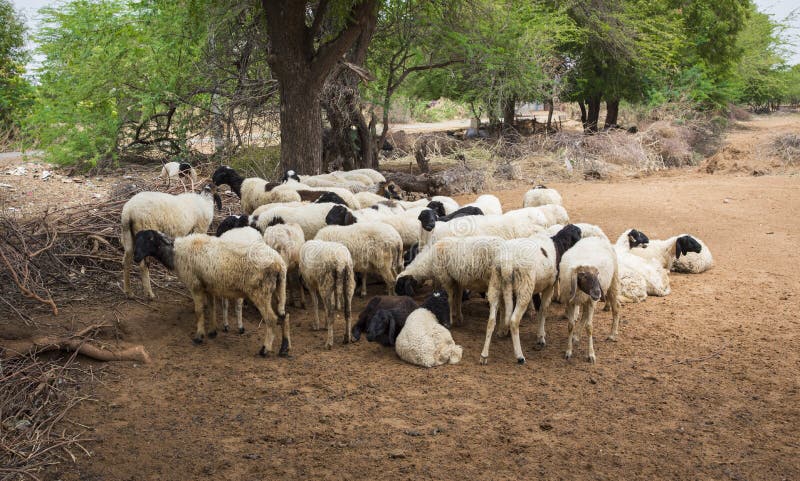 Group of Indian Goat or Sheep in Village