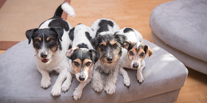 Group Jack Russell Terrier Doggies. Four little dogs sitting  indoor side by side on the couch