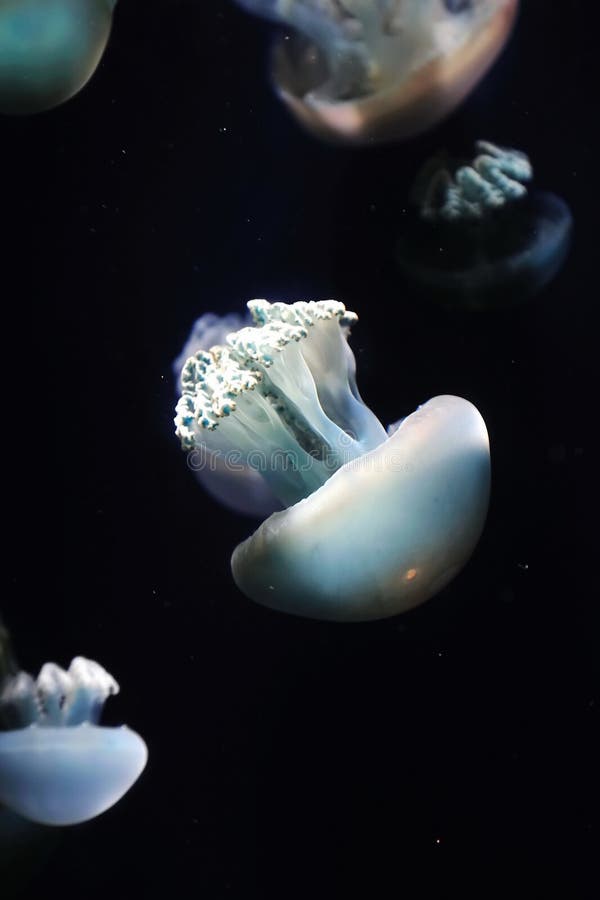 Group of jellyfish stock image. Image of orange, clear 18137019