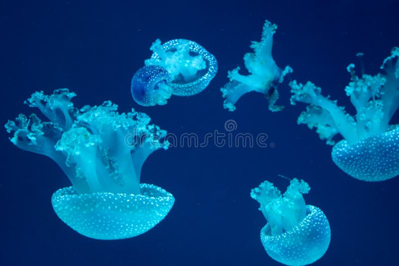 Group of Jellyfish in the Aquarium Stock Image Image of dangerous
