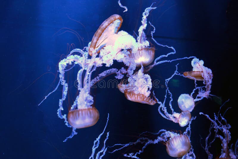 Group of jellyfish on dark background. Group of jellyfish swimming on dark background, floating together with tentacles overlapping stock images Group of jellyfish on dark background. Group of jellyfish swimming on dark background, floating together with tentacles overlapping stock images