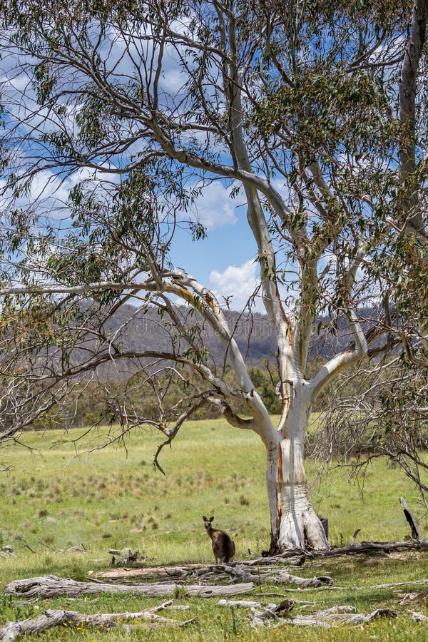 Group of Kangaroos resting in the shade of bushes near Bogong Creek in Namadgi National Park royalty free stock photos