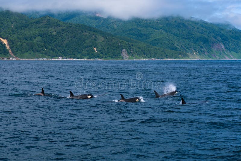 Skupina z zabijak veľryby plávanie v more z najbližšie polostrov,, japonsko.