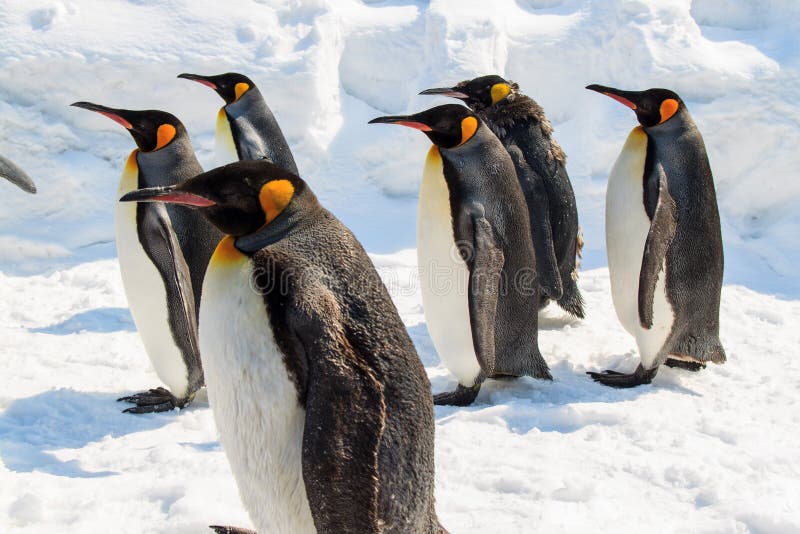 Group of King Penguin walking on snow stock photo