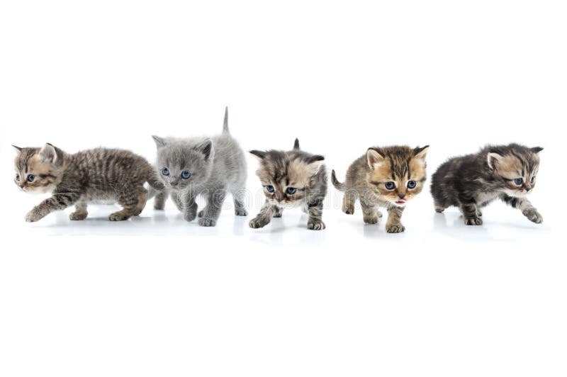 Group of kittens walking towards together. Studio shot. Isolated