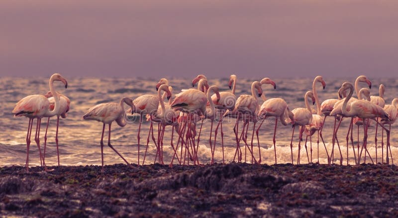 Group of large white flamingos in the atlantic ocean at sunset