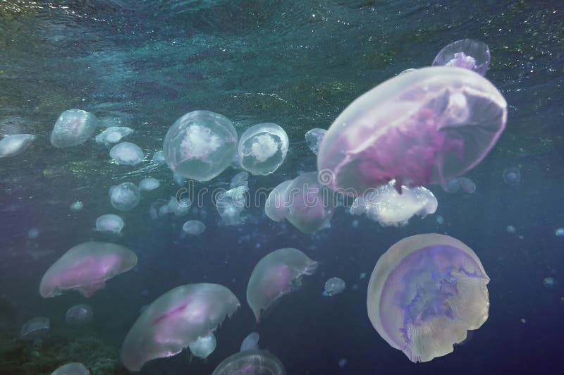 Group Of Light Blue Jellyfish Stock Image Image of group