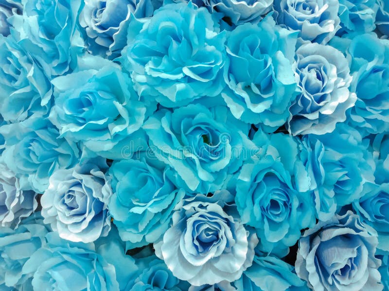 Group of Light Blue Rose Background Stock Image - Image of decoration,  color: 190438957