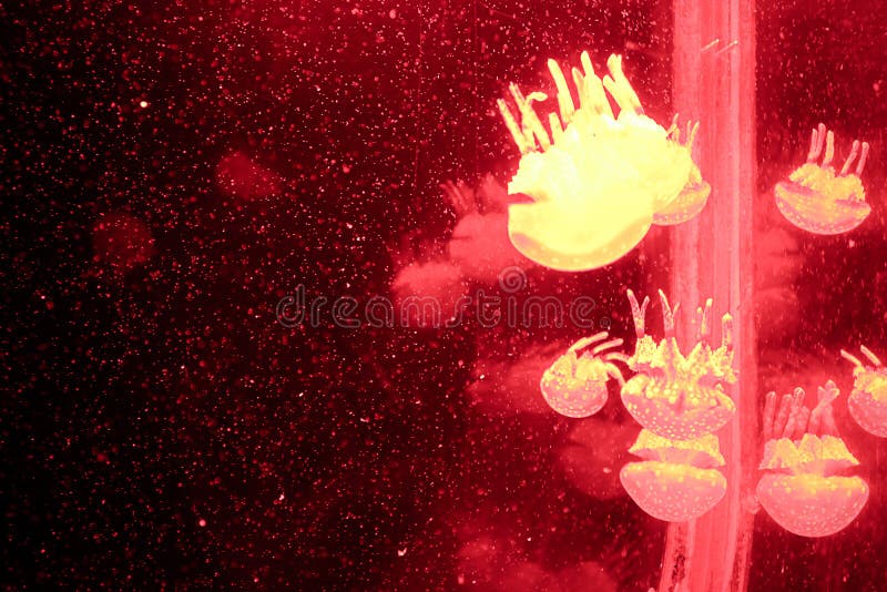 Group of Light Red Jellyfish Stock Photo Image of deep, ocean 42889136