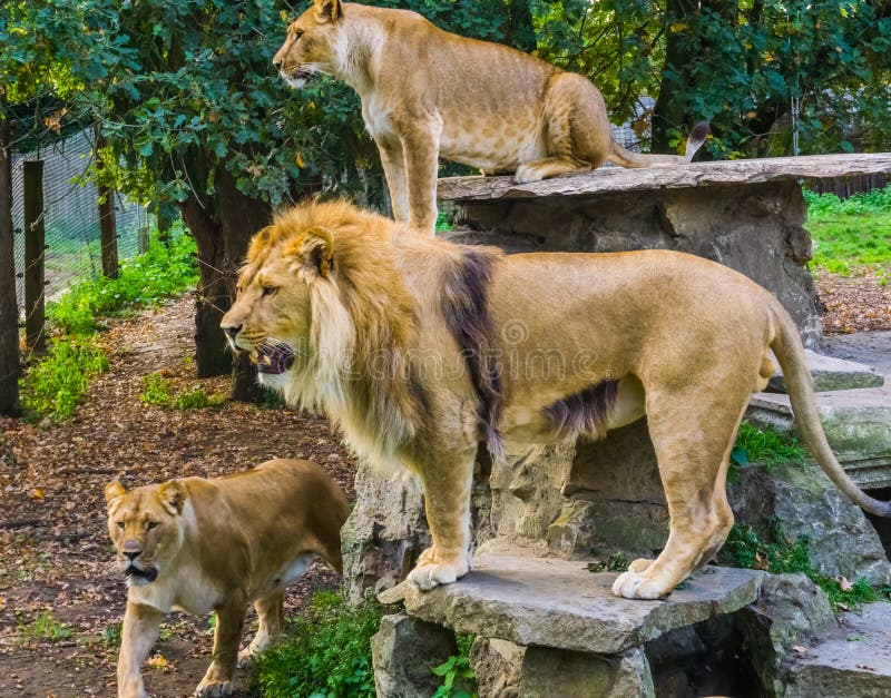 Group of Lions Together, Male and Female Lions, Tropical Wild Cats from Africa, Vulnerable Animal Species Stock Photo - Image of group, sault: 145960212 Group of Lions Together, Male and Female Lions, Tropical Wild Cats from Africa, Vulnerable Animal Species Stock Photo - Image of group, sault: 145960212