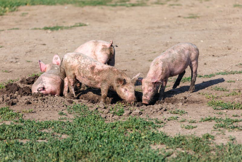 Свинья роет. Свинья копается в грязи.