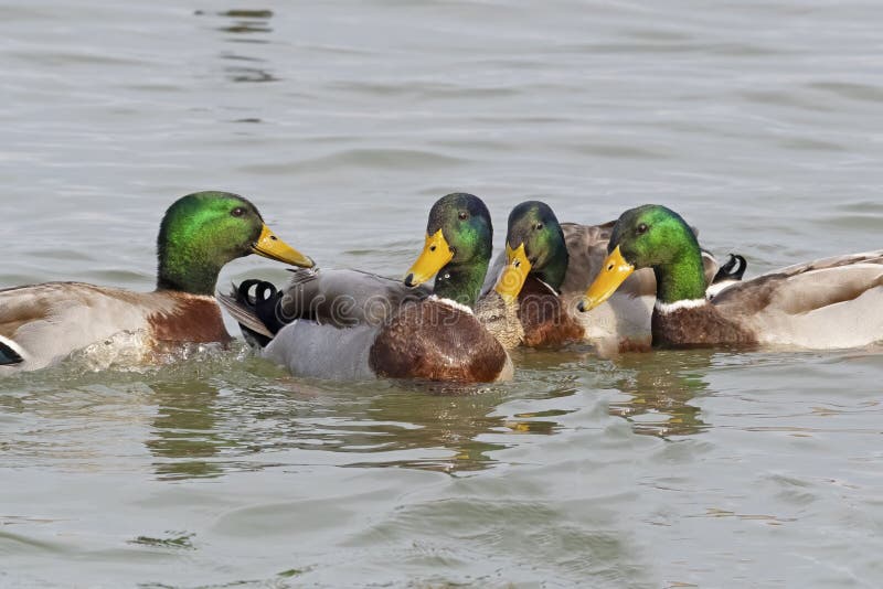 A Group of Male Mallard Ducks Surround a Female