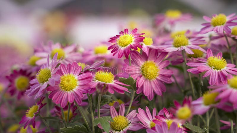 Group of Marguerite daisy flower, beautiful pink color stock images Group of Marguerite daisy flower, beautiful pink color stock images