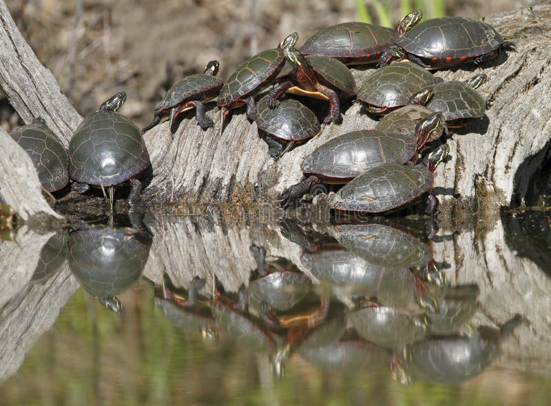 Group of Midland Painted Turtles on a Log