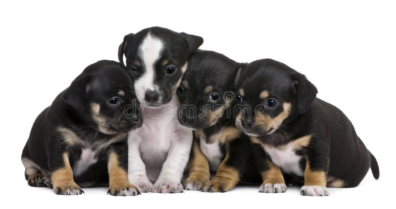 Group of mixed-breed puppies, 1 month old