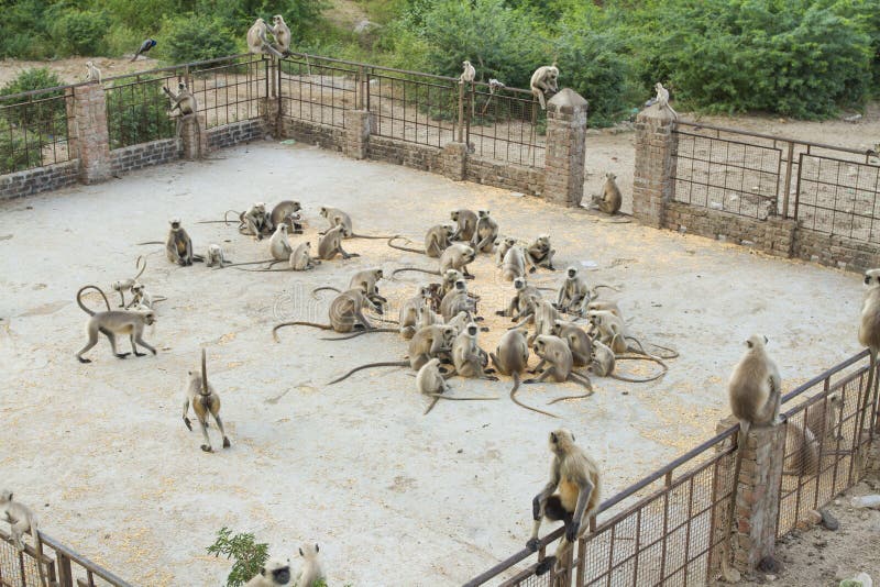 Group of monkey eating food at Shiv temple. Semnopithecus hypoleucos stock images, royalty-free photos and pictures