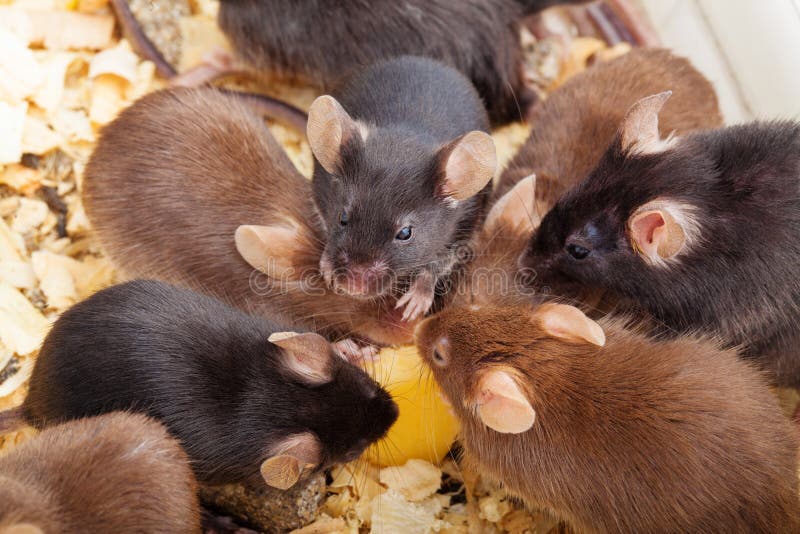 Qué comen los ratones