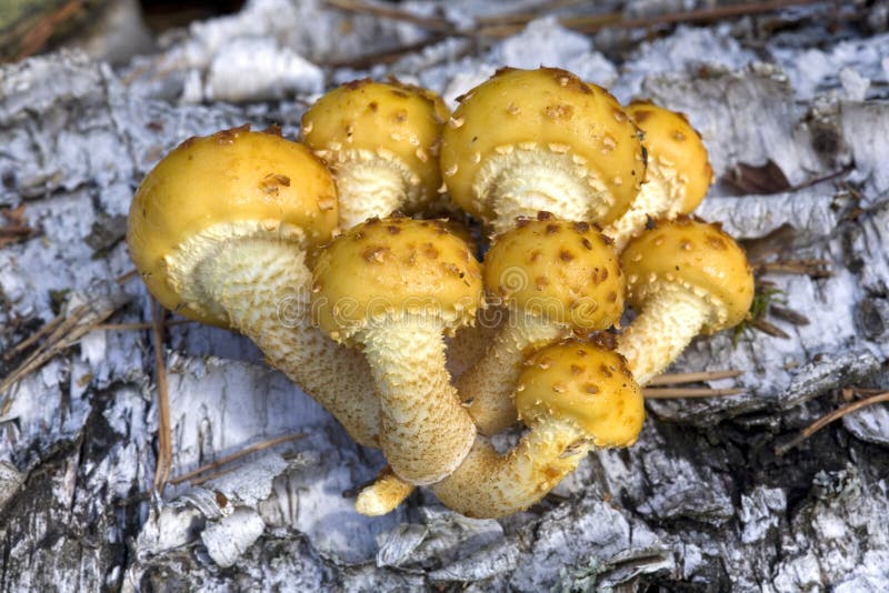 Group of mushrooms