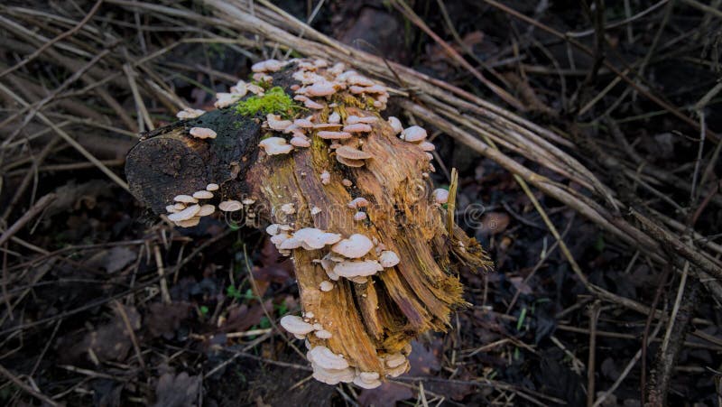 A group of mushrooms growing on a dead tree trunk in the forest. Mushrooms growing on an old stump in the forest. Shallow depth of field, macro, beautiful nature