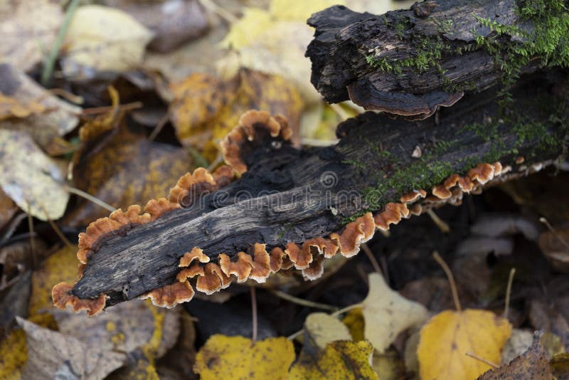 Group of mushrooms growing on a tree trunk in the autumn forest. Bjerkandera adusta
