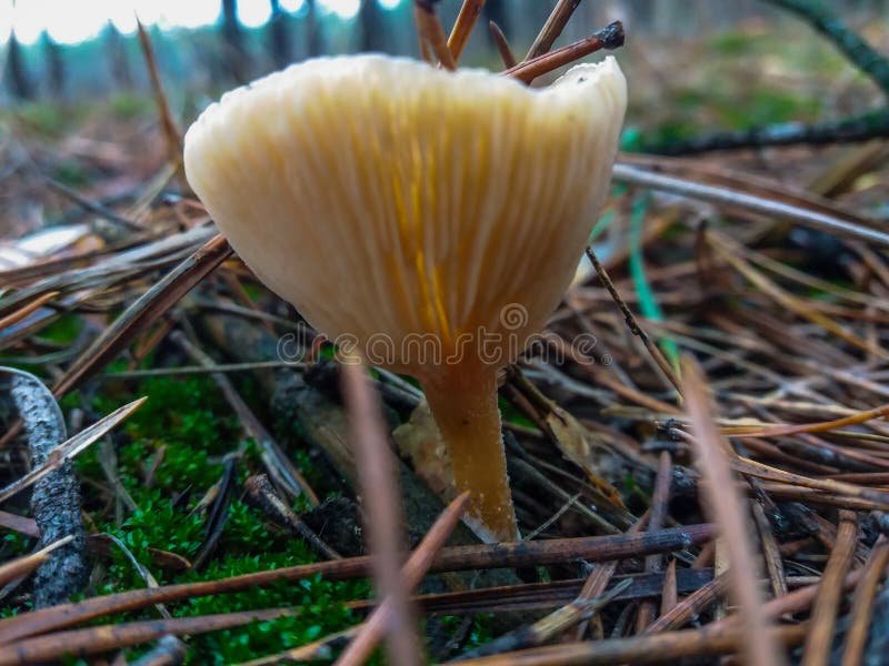 222 Mushrooms Under Pine Tree Stock Photos Free & RoyaltyFree Stock