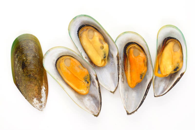 Group of mussels stock image Group of mussels stock image