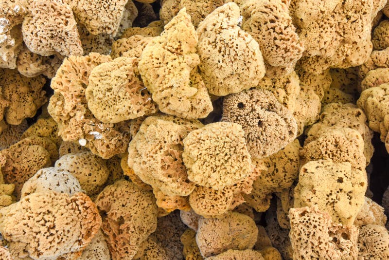 240+ Natural Sea Sponges For Sale Stock Photos, Pictures & Royalty-Free  Images - iStock