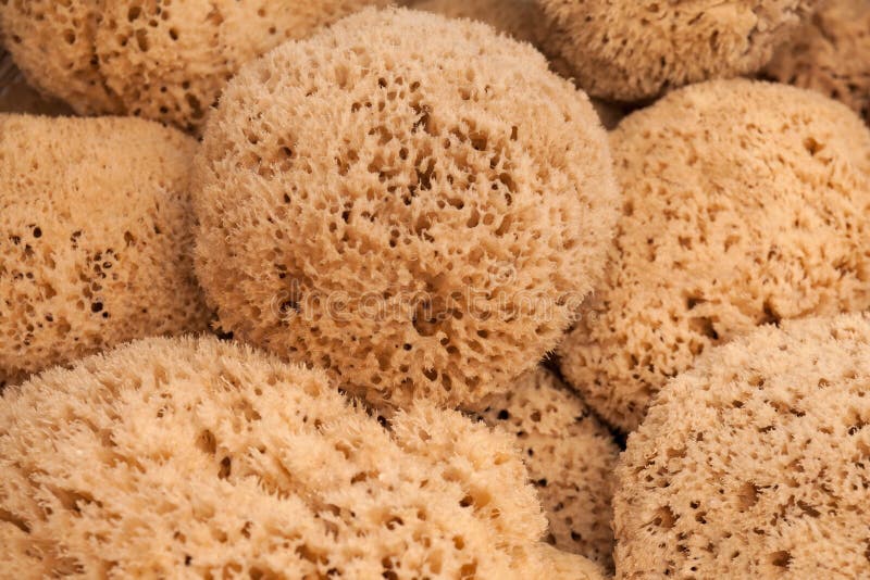 Natural Sea Sponges stock photo. Image of attractions 41929622