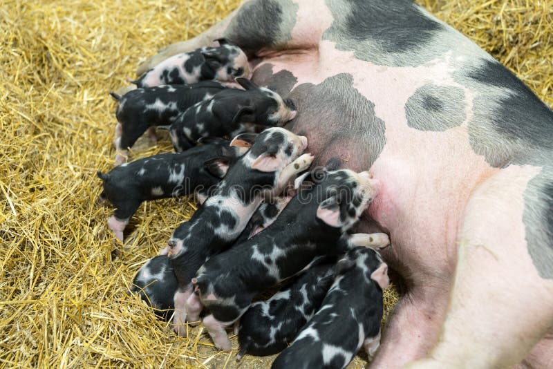 Momma pig feeding hungry little piglets stock photography Momma pig feeding hungry little piglets stock photography
