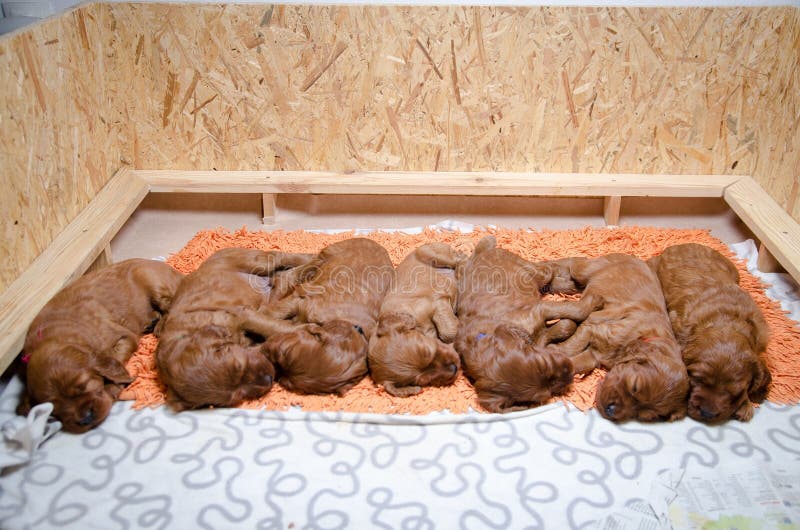 Irish Setter Puppies Photos Free Royalty Free Stock Photos From Dreamstime