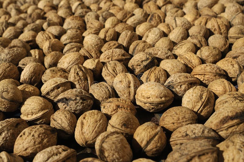 Nuts, nuts, vegetable oil stock photo. Image of diet 156257416