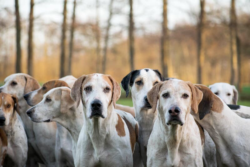 Group off drag hunting dogs waiting in a field during the meet. Fox hunt event.