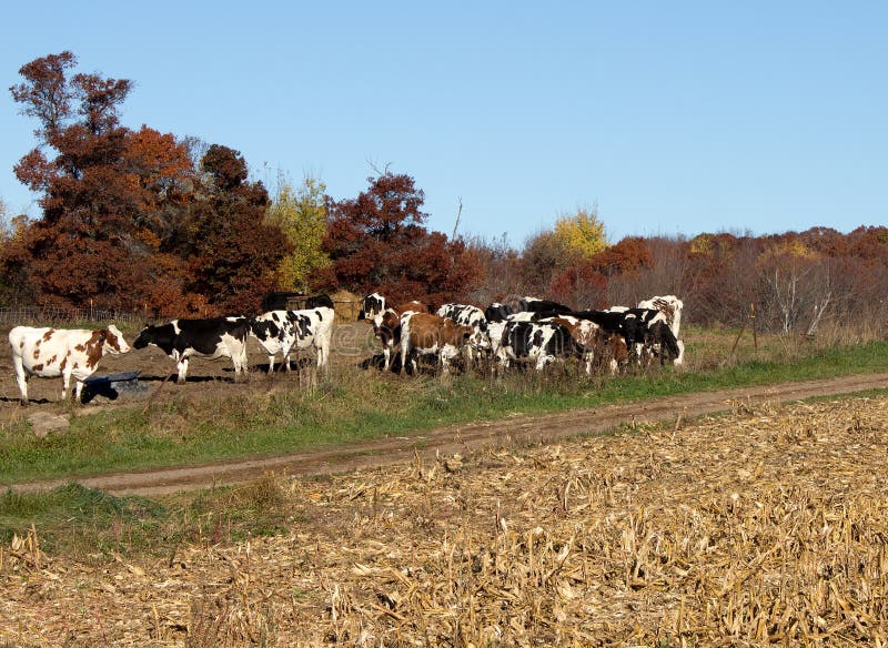 A group oh Holstein cows stock photo. Image of breed 83248106
