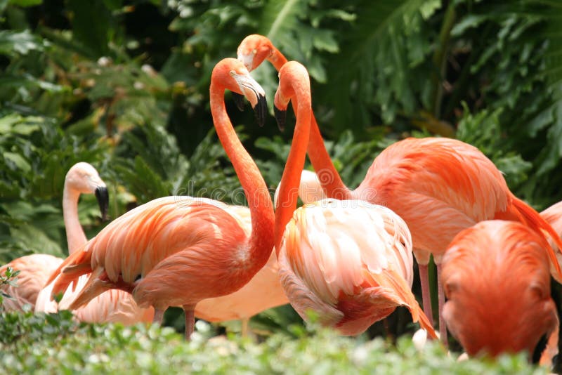 Group of Orange Flamingos