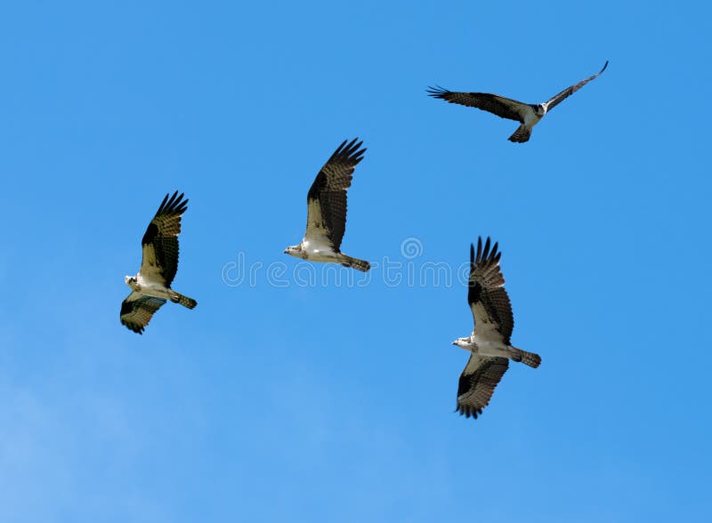 Group of Osprey stock image. Image of feather, flight 23938027