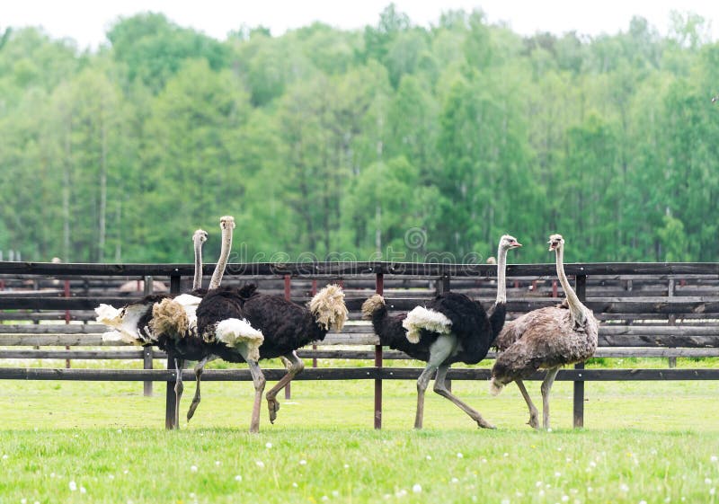 Group of Ostrich in Open Zoo Stock Image Image of neck, background
