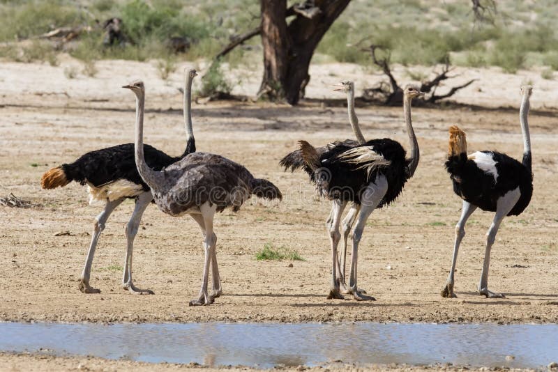 Group of ostriches at a waterhole in the dry desert