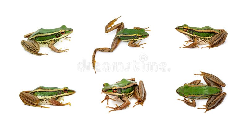 Group of Paddy Field Green Frog or Green Paddy Frog Rana Erythraea on White Background. Amphibian. Animals. Stock Image - Image of amphibian, beauty: 139037097 Group of Paddy Field Green Frog or Green Paddy Frog Rana Erythraea on White Background. Amphibian. Animals. Stock Image - Image of amphibian, beauty: 139037097