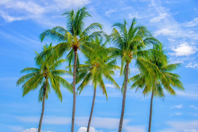 Group of palm trees, blue sky