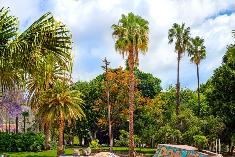 Group of Palm Trees in Parque La Granja in Santa Cruz De Tenerife ...