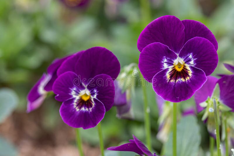 Group of Pansy in the Garden Stock Image Image of close, detail