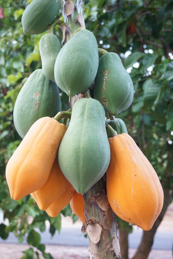 Group of papaya fruit stock image. Image of healthy, exotic 98971249