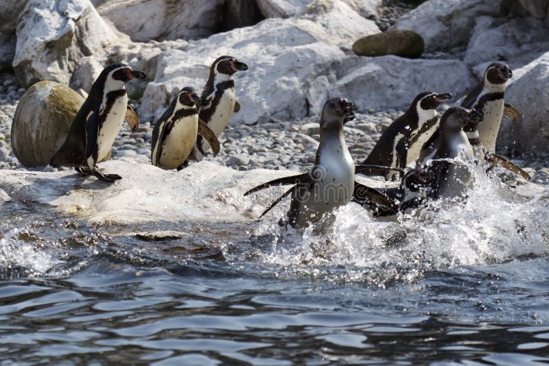 Group of penguins