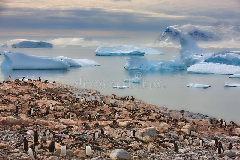 Group of Penguins in Their Natural Habitat in Antarctica Stock Image
