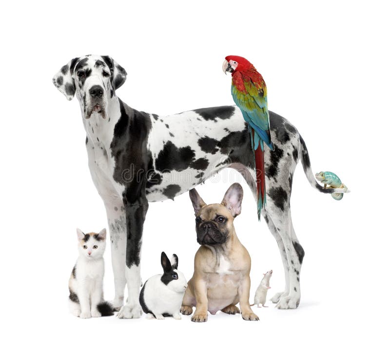 Grupo de mascotas el perro, gato, pájaro, playa, conejo antes blanco.