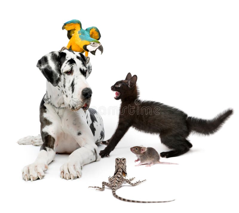 Group of pets in front of white background