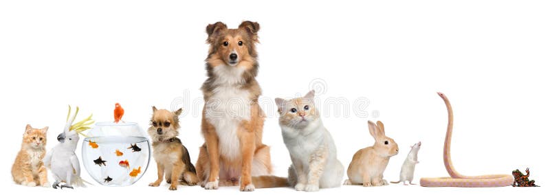 Grupo de mascotas, el perro gato pájaro, hurón, serpiente,, conejo.