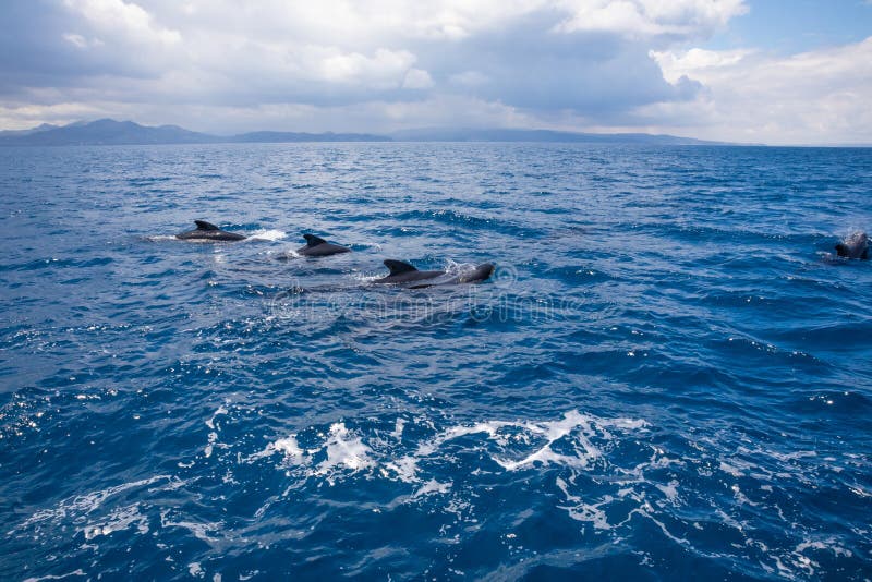 Group pf pilot whales swimming in Atlantic Ocean