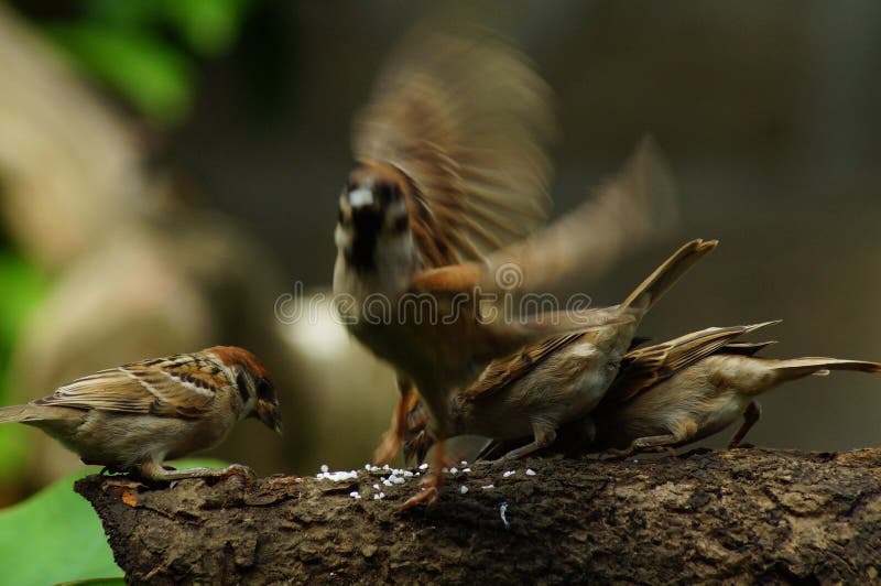Group Of Philippine Maya Bird Eurasian Tree Sparrow Or Passer Montanus Perch On Tree Branch One Fly Away Stock Photo Image Of Feather Montanus Group Of Philippine Maya Bird Eurasian Tree Sparrow Or Passer Montanus Perch On Tree Branch One Fly Away Stock Photo Image Of Feather Montanus